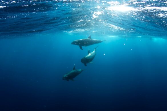 Diving and snorkeling in Nha Trang.