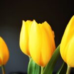 Spectacular blooms at the Bern flower festival