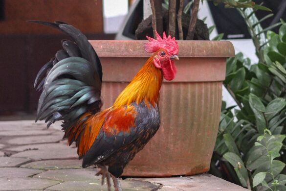 photo-1600230000134-436000c4fb8c.jpg Butter chicken served with naan bread