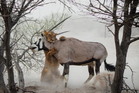 photo-1604014317029-5bffcc1b7742.jpg Experience finding truffles in the forest
