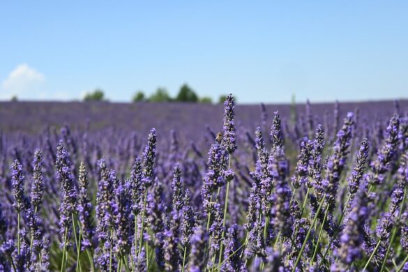 Breathtaking lavender fields in Provence