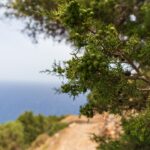 Wine tasting in Cyprus