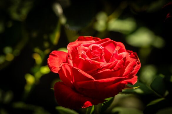 Stunning flowers at Dallas Arboretum.