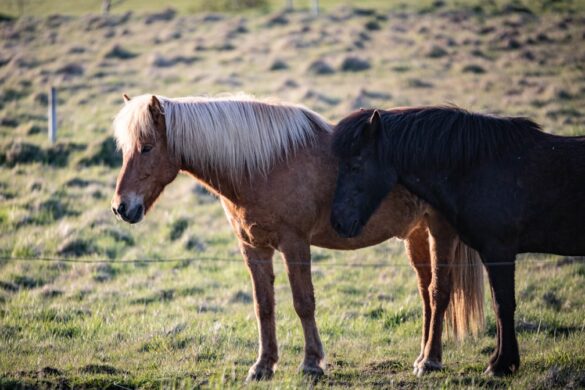 Snorkeling at Pigeon Island near Nilaveli.