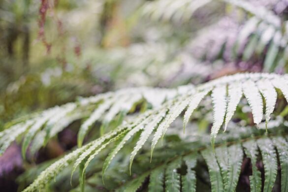 The dense rainforest of Lamington National Park.