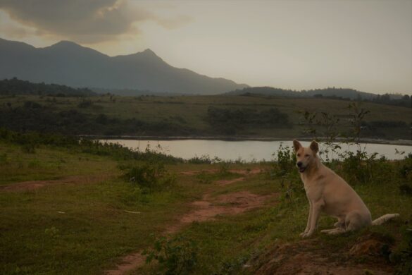 Spices in Kerala spice plantation
