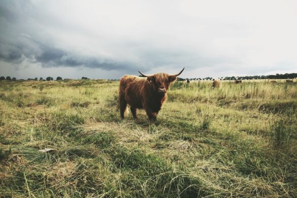 photo-1473221902860-45c5abc981a7.jpg Cattle adorned in flowers during the Alpabzug