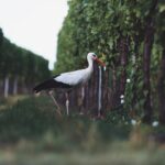 Exploring the Swiss wine culture through regional tasting.