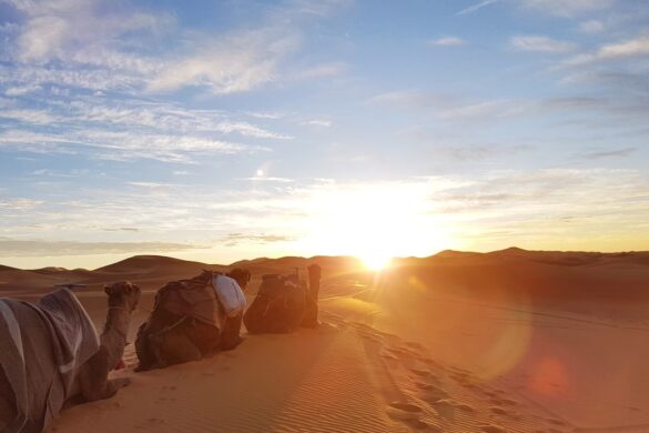 Camel trekking in the Sahara Desert at sunrise.