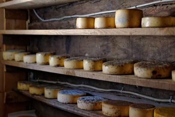 Camembert cheese production