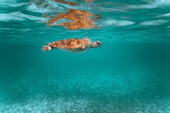 Volunteers assisting turtle nesting.