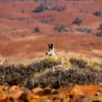 Australian Outback wildlife