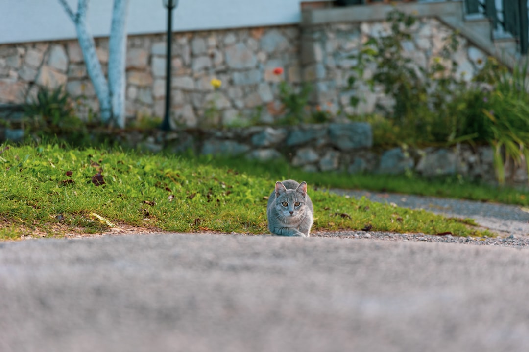 Culinary journey showcasing delicious Croatian dishes