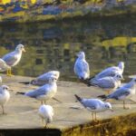 Tourists climbing the steps of the ghats in Varanasi.