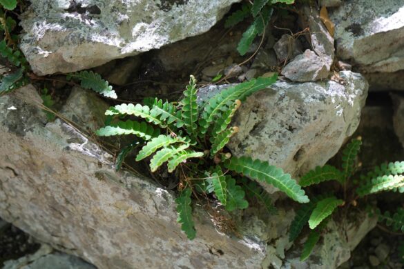 photo-1719450527473-2f3e98074a59.jpg Celebrating the harvest in Crete.