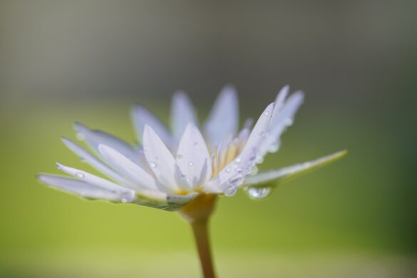 Beautiful beaches of Mirissa