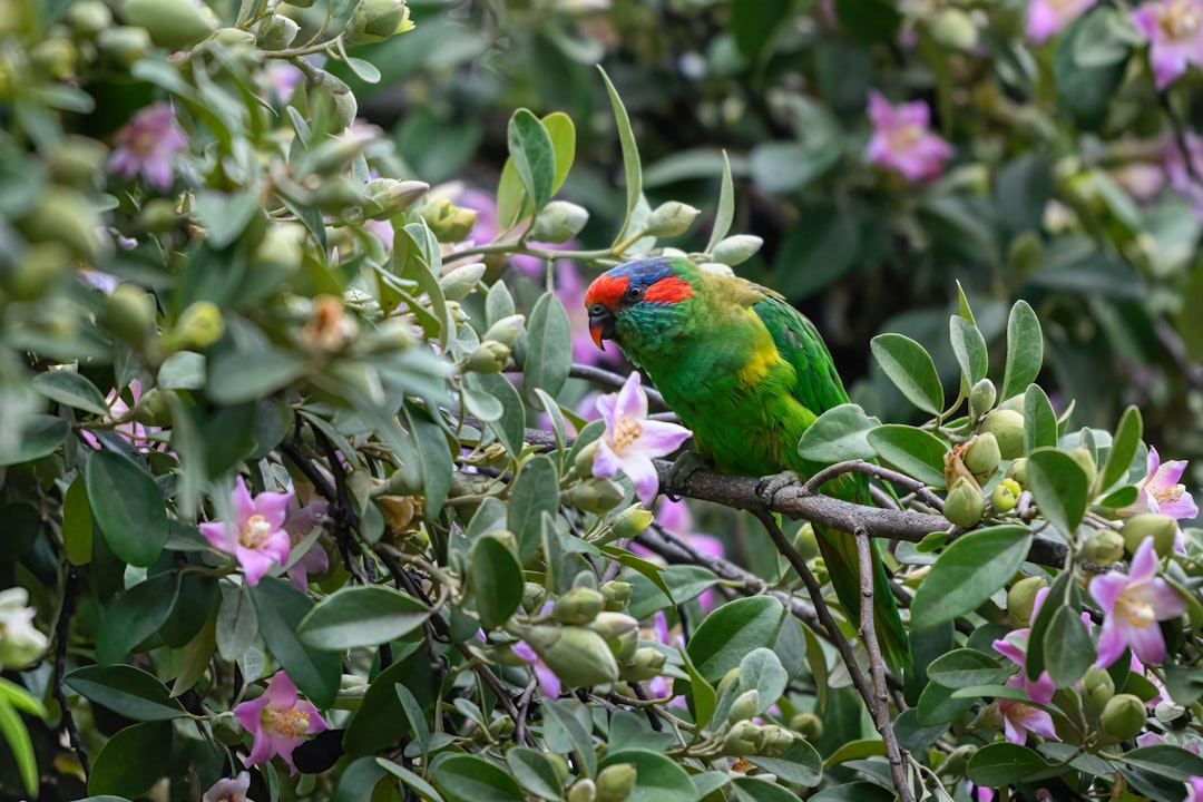 A plate of popular Australian dishes
