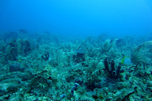 Snorkelling at Ningaloo Reef, Coral Coast