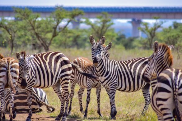 Stunning scenery in Gros Morne National Park, Newfoundland.
