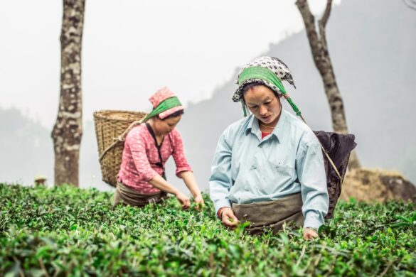 Tea plantation in Hangzhou.
