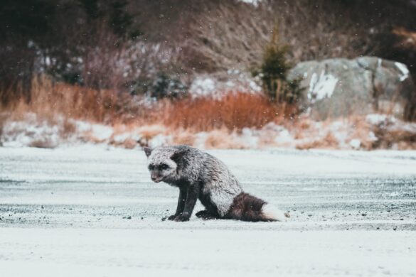 Wildlife encountered during Canadian hiking trails