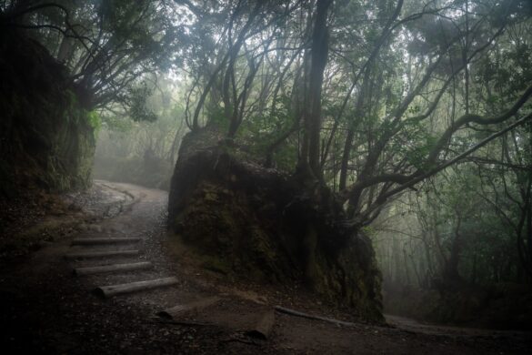 Visitors hiking through heavy foliage in Corcovado.