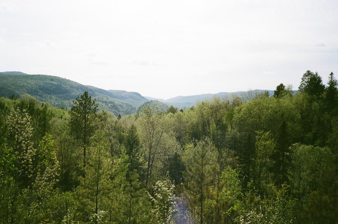 A stunning view of the enchanted forests in the United Kingdom.