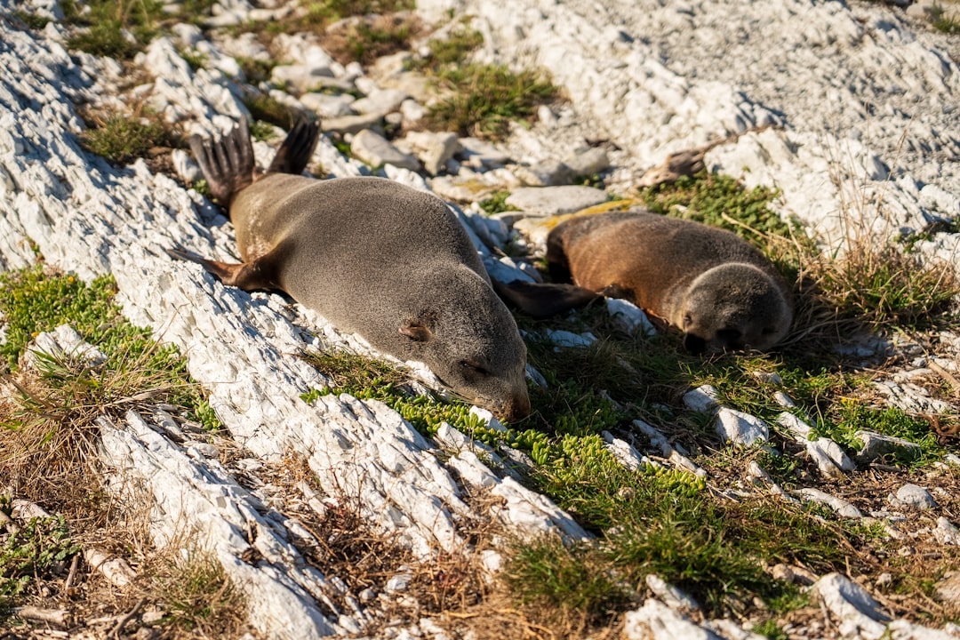 Stunning landscape of New Zealand's South Island.