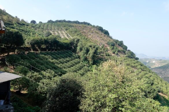 Beautiful vineyards in Douro Valley, Portugal