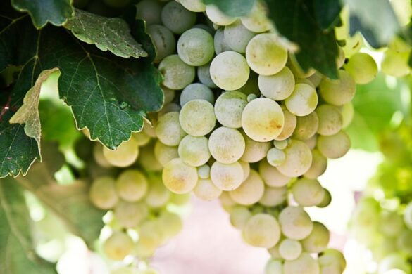 Wine tasting experience in Bordeaux