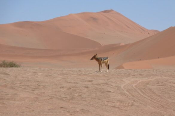 A tranquil camel trek in the Sahara Desert