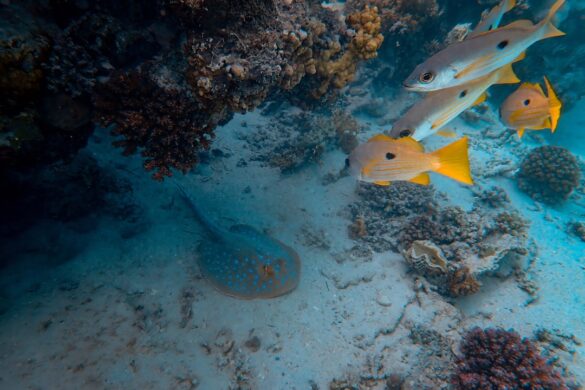 Colorful tropical fish around coral.