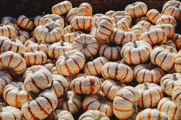 Servings of Croatian Baklava dessert