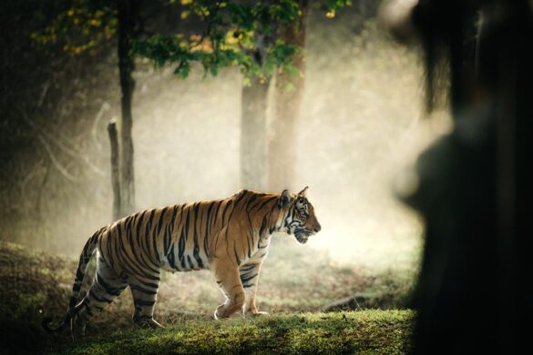Wildlife in Ranthambore National Park