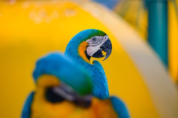 Oamaru Blue Penguin viewing