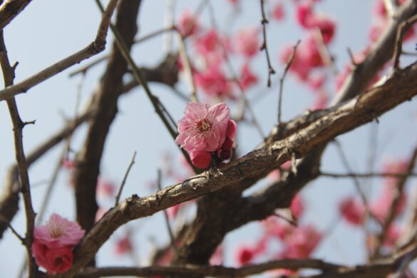 Cherry Blossoms Festival 2025