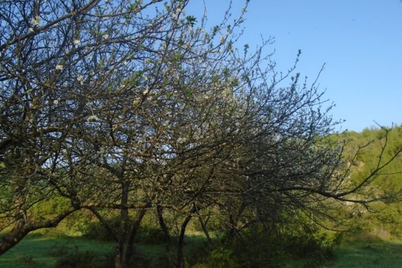 Blooming almond trees in Tafraoute.