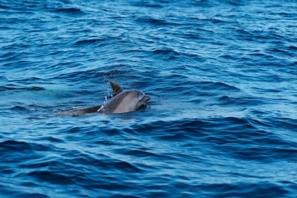 Dolphins swimming in the clear waters of the Bay of Islands
