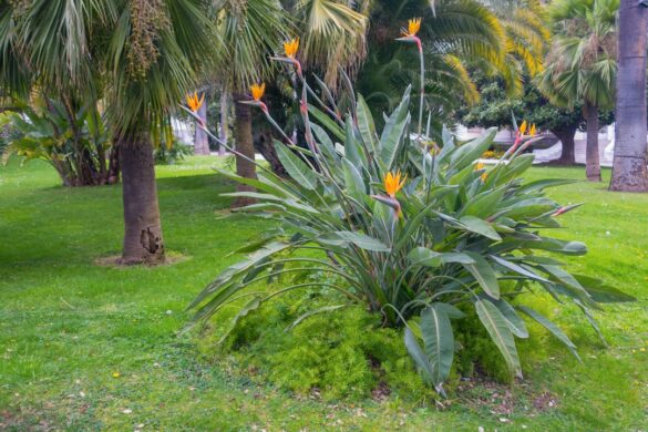 The beautiful Majorelle Jardin with vibrant colors