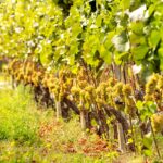 Lush vineyards in Bordeaux, France