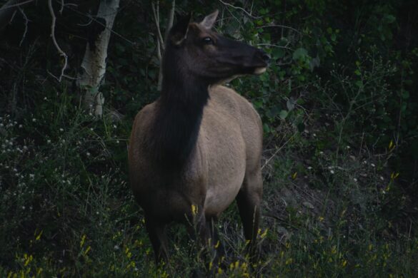 Wildlife view in Newfoundland, Canada