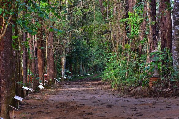 Tortuguero Canal Views