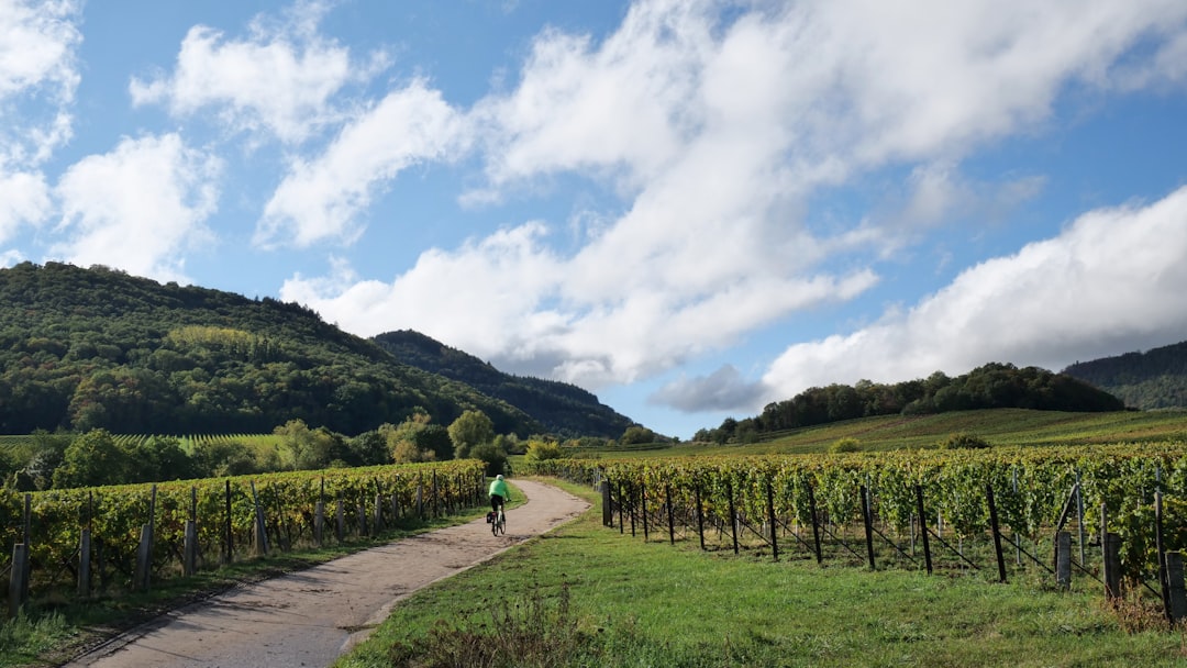 photo-1610201296116-ca3a6f48f1eb.jpg Vineyards in Alsace.