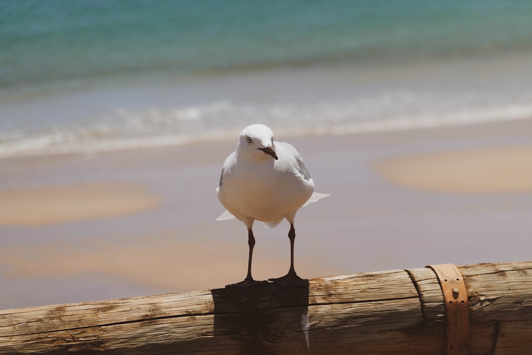 Celebration of unique festivals in Australia