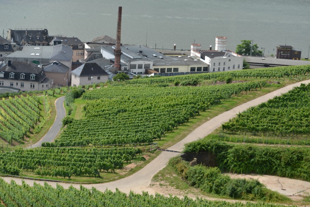 photo-1654788965432-df3a1d9fb903.jpg Vineyards on Hvar Island