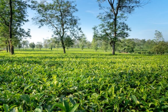 photo-1677125062182-f23d2c231ba4.jpg Tea plantations in Munnar, Kerala