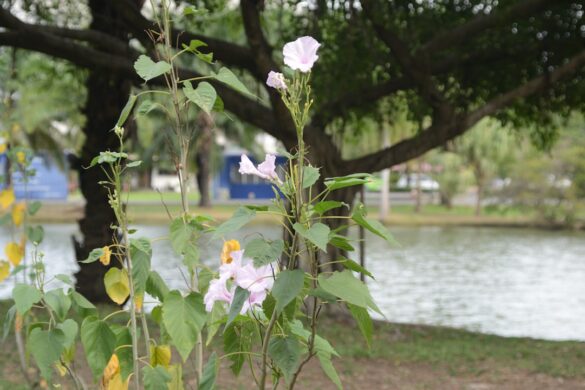 Bloom in the Park flower exhibition