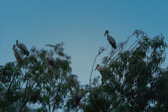 Nocturnal wildlife in the Outback