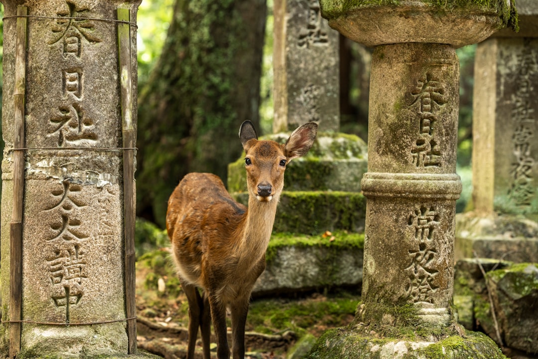 Friendly deer in Nara park