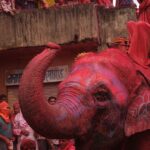 Fun activities during the Surin Elephant Round-up.